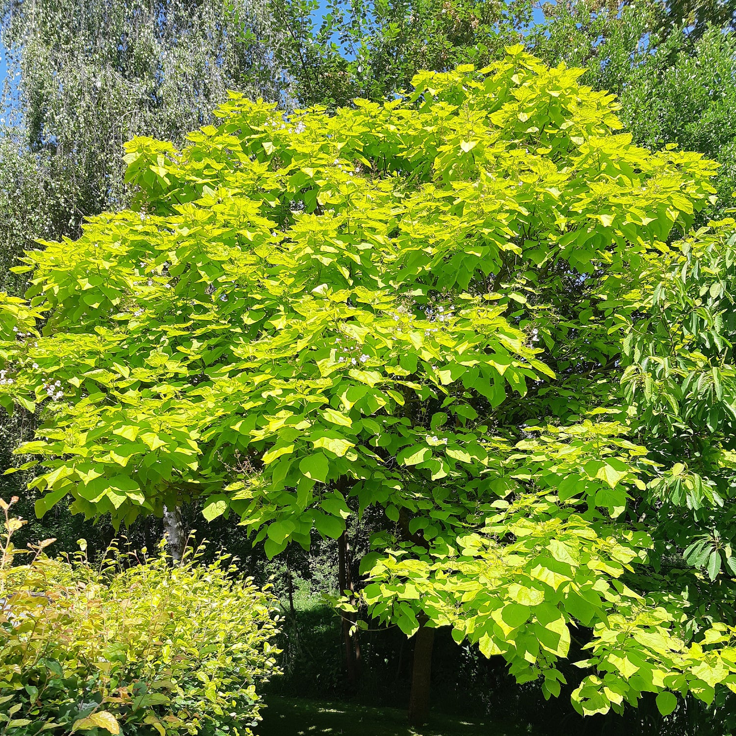 Catalpa bignonioides - Trompetboom