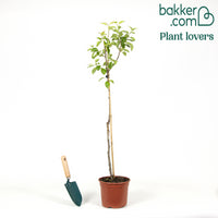 Perenboom 'Conférence'