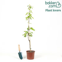 Kersenboom 'Bigarreau Napoléon'