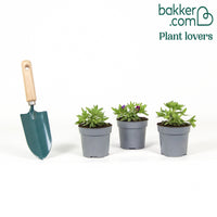 Petunia 'Good Night Kiss' (x3)