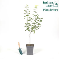 Pruimenboom 'Victoria'