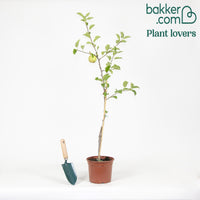 Appelboom 'Reine des Reinettes'