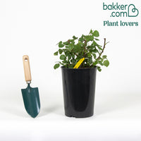 Grootbloemige roos 'Grande Amore'