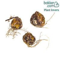 Trompetlelie 'Pink Perfection' (x3)