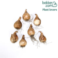 Narcis 'Thalia' (x7)