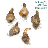 Narcis 'Dutch Master' (x5)