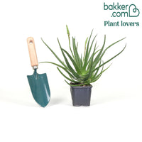 Aloe 'Safari Sunrise'®