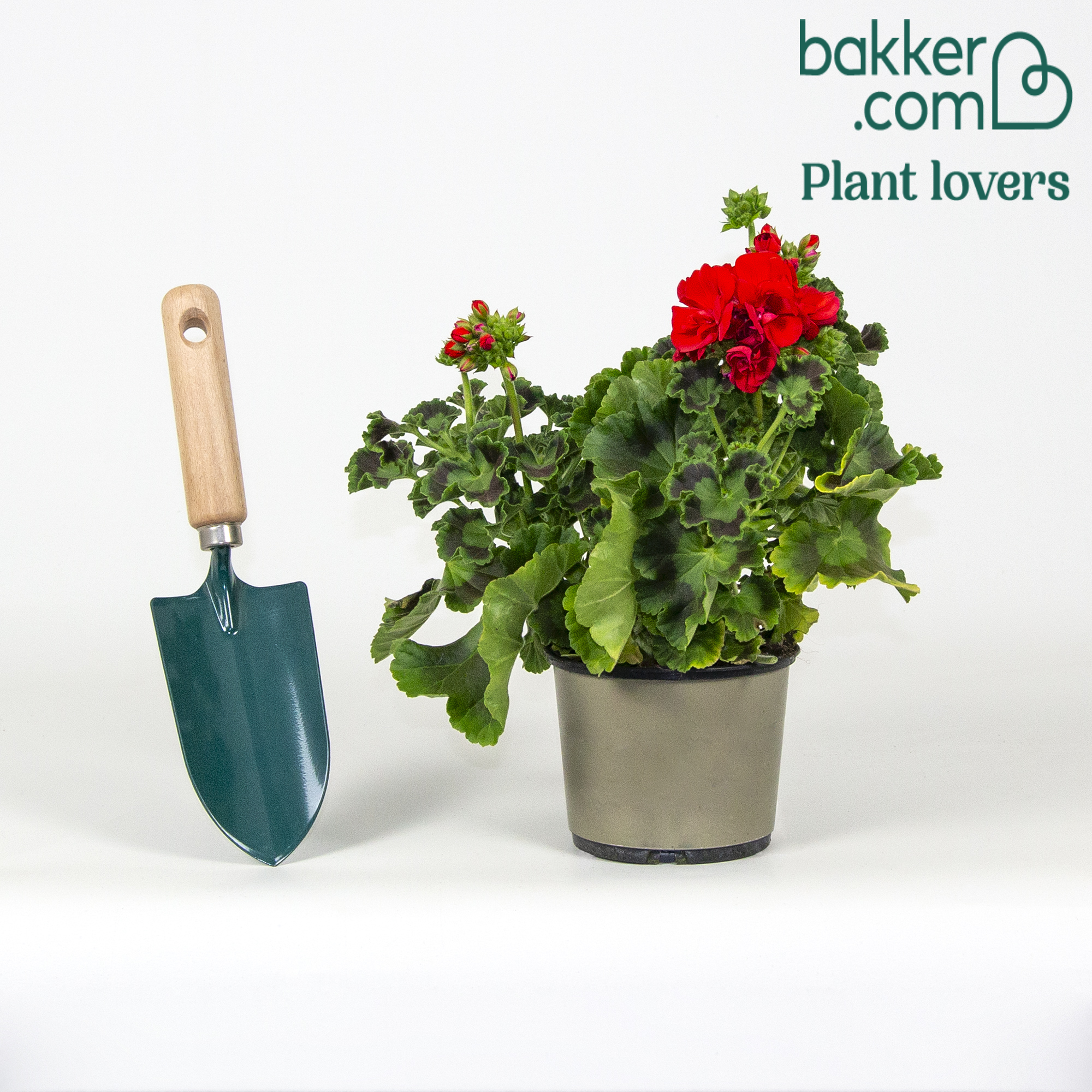 Geranium Rood Geranium - rood - Pelargonium zonale | Bakker.com