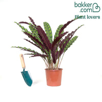 Pauwenplant 'Insigne'