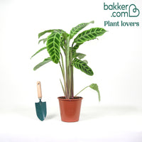 Zebraplant 'Zebrina'