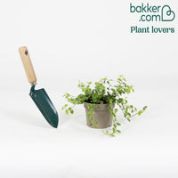 Klimvijg 'White Sunny' - Ficus pumila white sunny