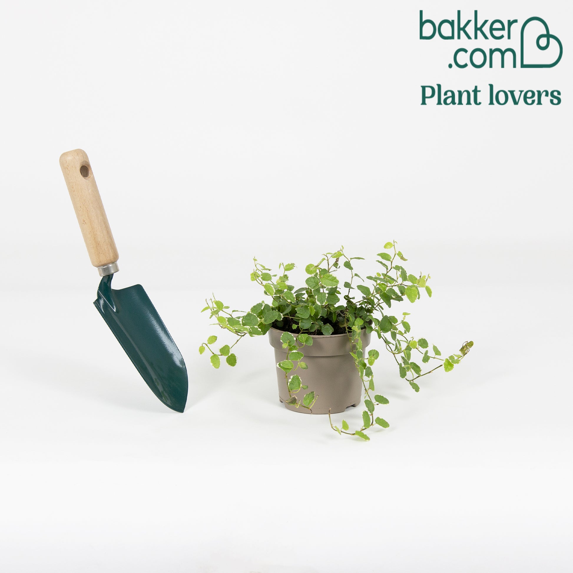 Klimvijg 'White Sunny' - Ficus pumila white sunny