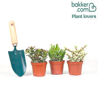 Succulent Crassula Mix (x3)