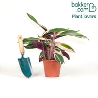 Stromanthe 'Triostar'