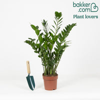 ZZ Palm - Zamioculcas zamiifolia - Op soort