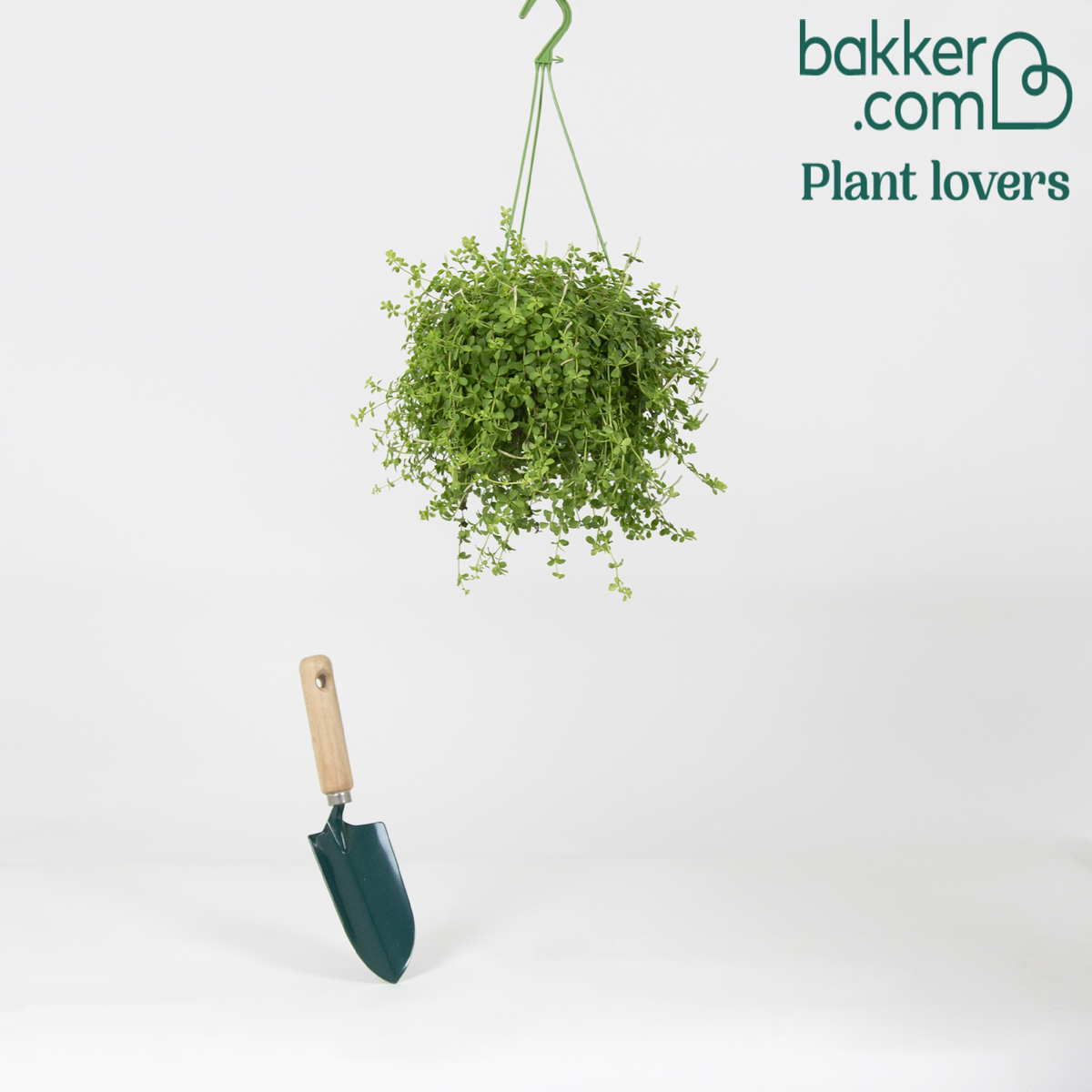 Peperplantje 'Isabelle' - Peperomia isabelle
