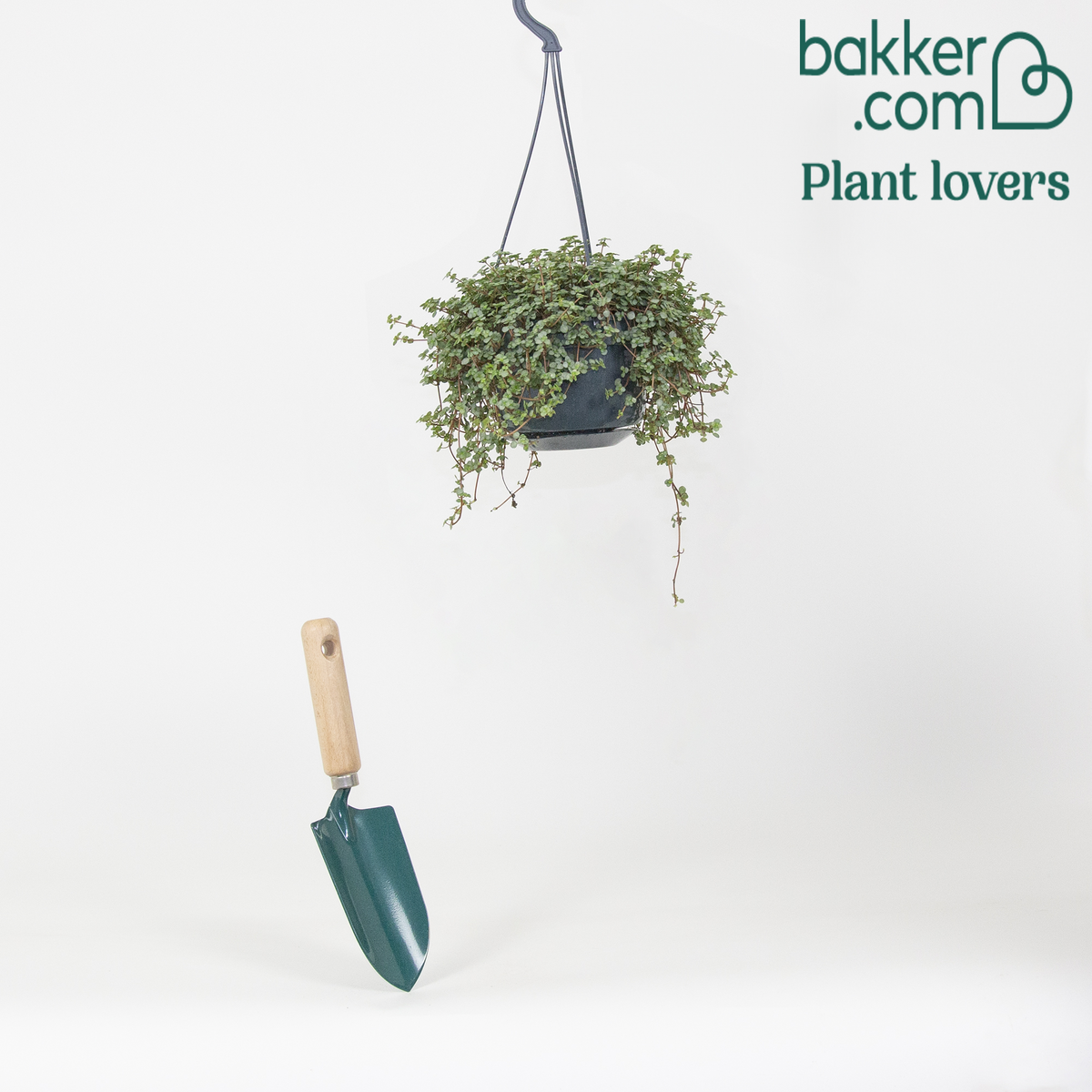Kanonplantje - Pilea glaucophylla - Groene kamerplanten