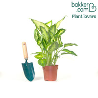 Dief van Bagdad 'Camilla'