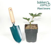 Pioenroos 'Duchesse de Nemours'