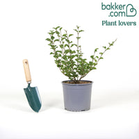 Dwergsering 'Dark Purple'