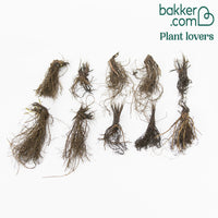 Zonnehoed + Rudbeckia - Mix (x10) - Echinacea purpurea, rudbeckia 'goldsturm'