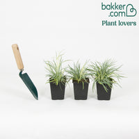 Grasanjer 'Doris' (x3) - Dianthus plumarius 'doris'