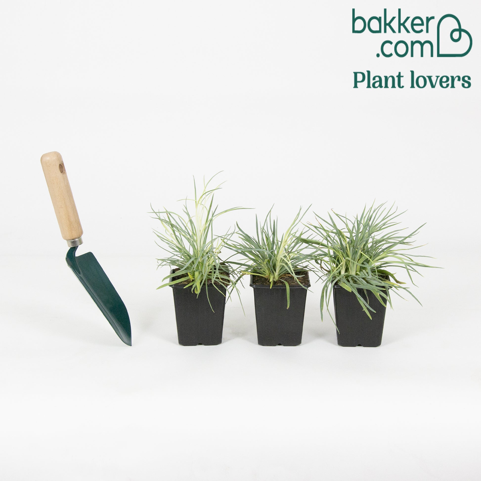 Grasanjer 'Doris' (x3) - Dianthus plumarius 'doris'