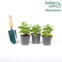 Geranium 'Mosquitaway Eva' (x3)