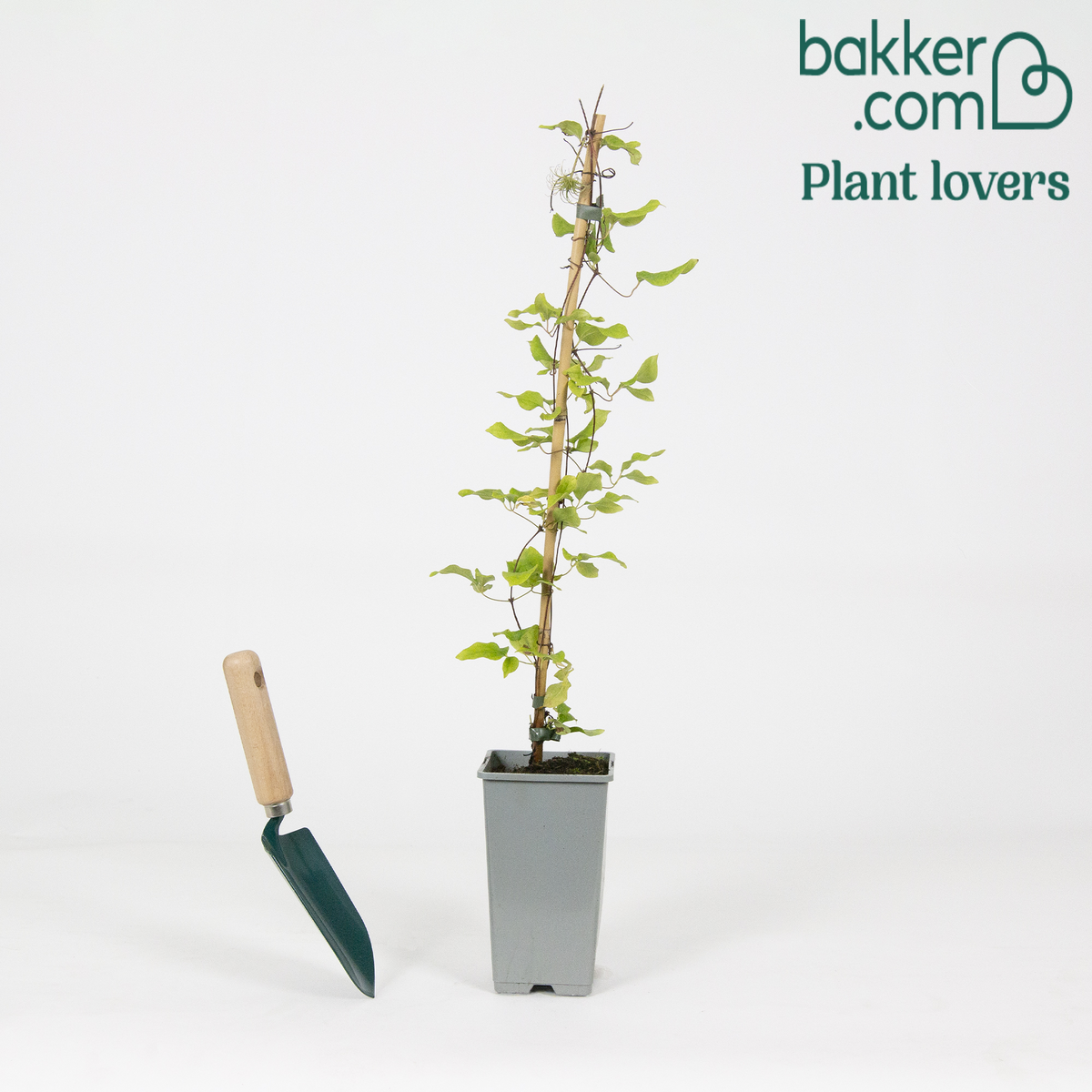Bosrank 'Olympia' - Clematis 'olympia' - Klimplanten