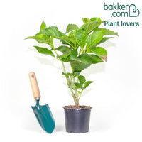 Boerenhortensia 'Rosita'