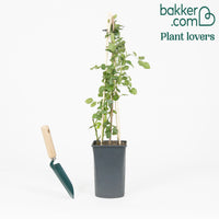 Klimroos 'Crazy in Love' roze - Rosa hybride 'crazy in love pink'