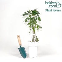 Klimroos Rosa 'Crazy in Love' crème