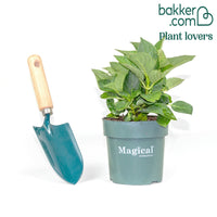 Boerenhortensia 'Revolution Pink'