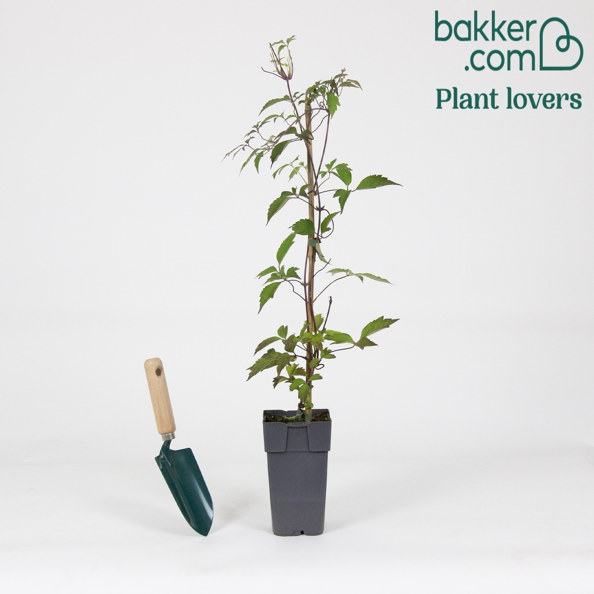 Bosrank 'Nelly Moser' - Clematis 'nelly moser'
