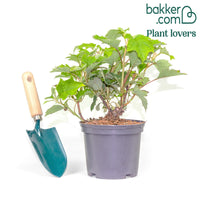 Eikenbladhortensia 'Ruby Slippers'®