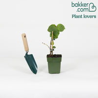 Honingbes 'Duet' - Lonicera caerulea 'duet'