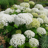 Hortensia - Sneeuwbalhortensia 'Strong Annabelle' - Hydrangea arborescens 'strong annabelle'