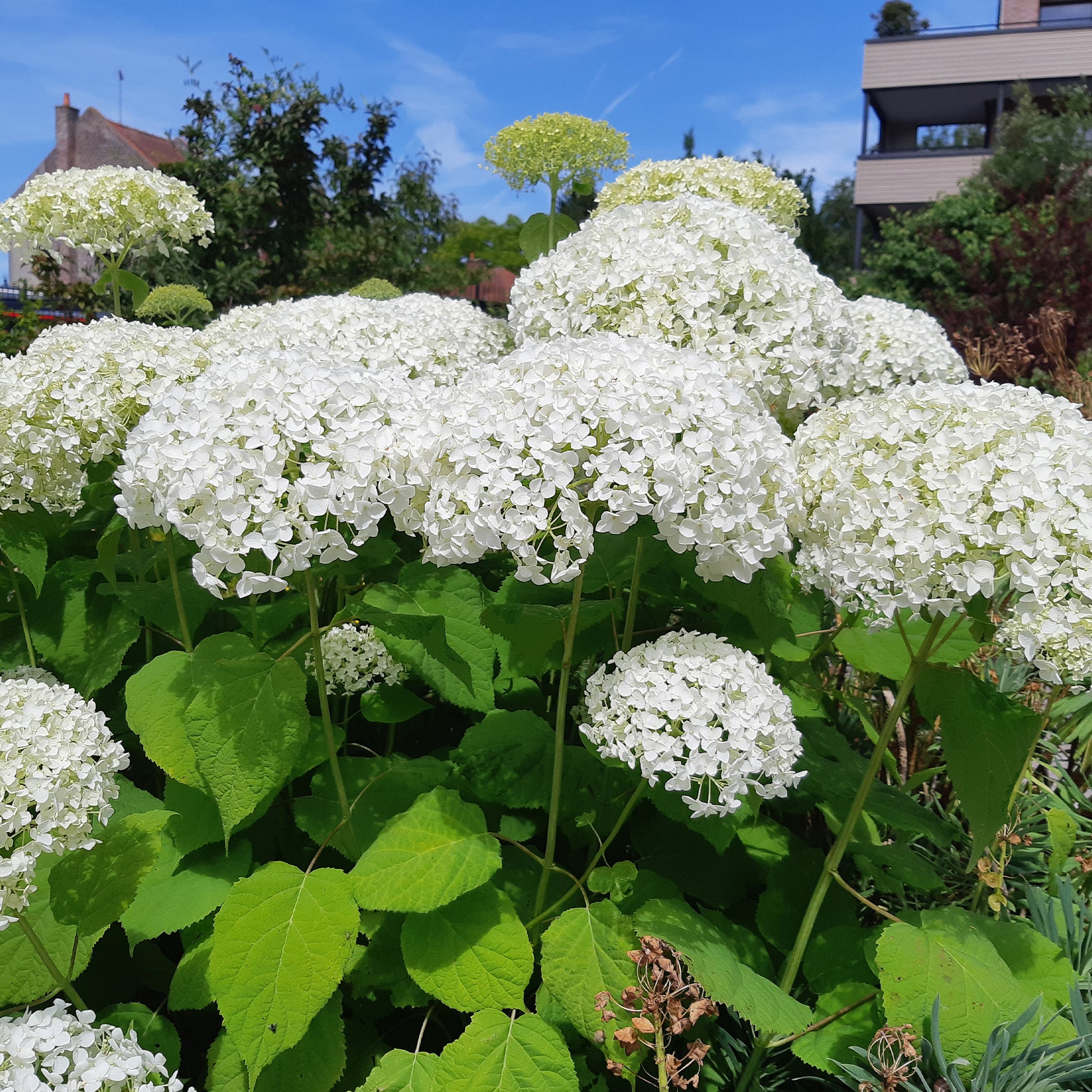 Sneeuwbalhortensia 'Strong Annabelle' - Hydrangea arborescens 'strong annabelle'