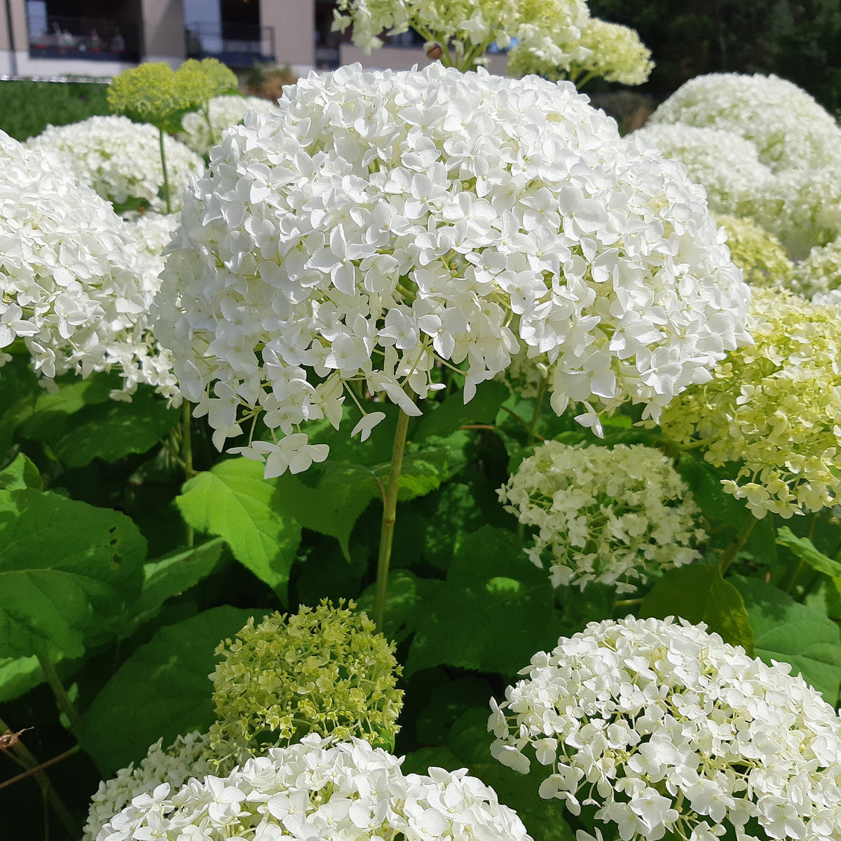 Sneeuwbalhortensia 'Strong Annabelle' - Hydrangea arborescens 'strong annabelle' - Bakker