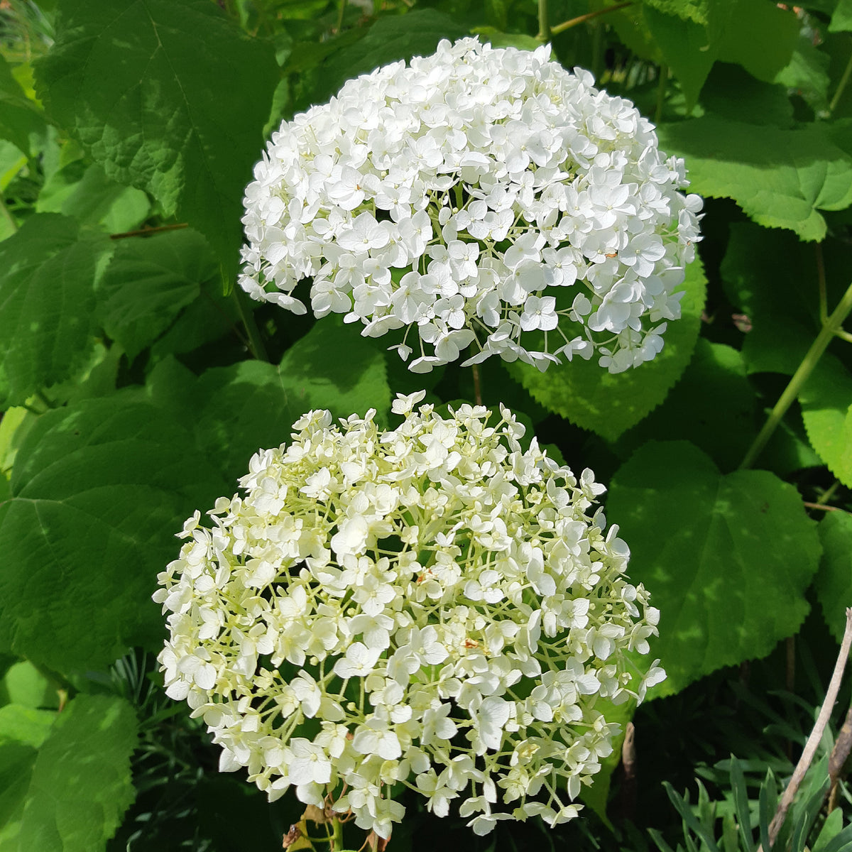 Sneeuwbalhortensia 'Strong Annabelle' - Hortensia - Bakker