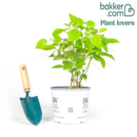 Sneeuwbalhortensia 'Strong Annabelle'