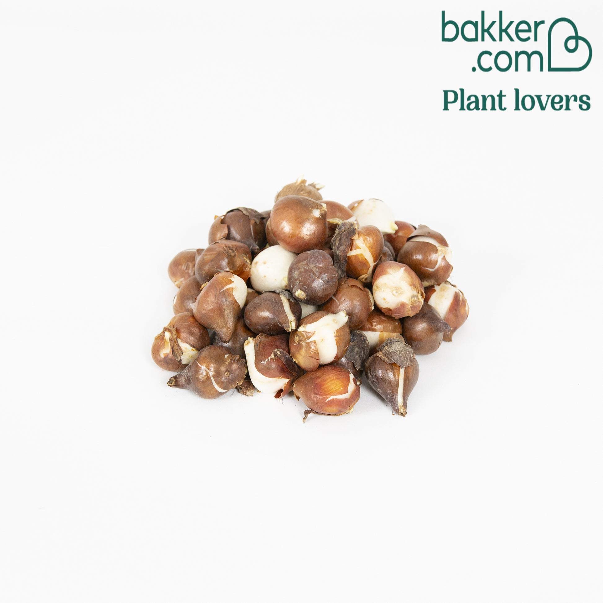 Tulpen - Mix '60 dagen bloemen' (x30) - Tulipa