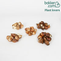 Tulpen - Mix 'Happy Garden' (x50) - Tulipa 'happy garden' - Tulpen