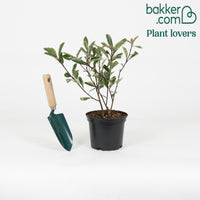 Glansmispel 'Pink Marble' - Photinia fraseri 'pink marble'