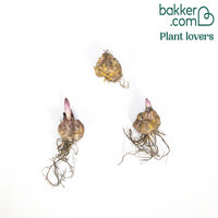 Dubbelbloemige lelie - Mix 'The Roses' (x3)