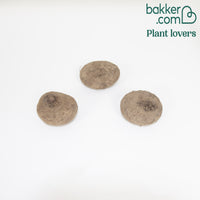 Tuincyclaam (x3) - Cyclamen hederifolium