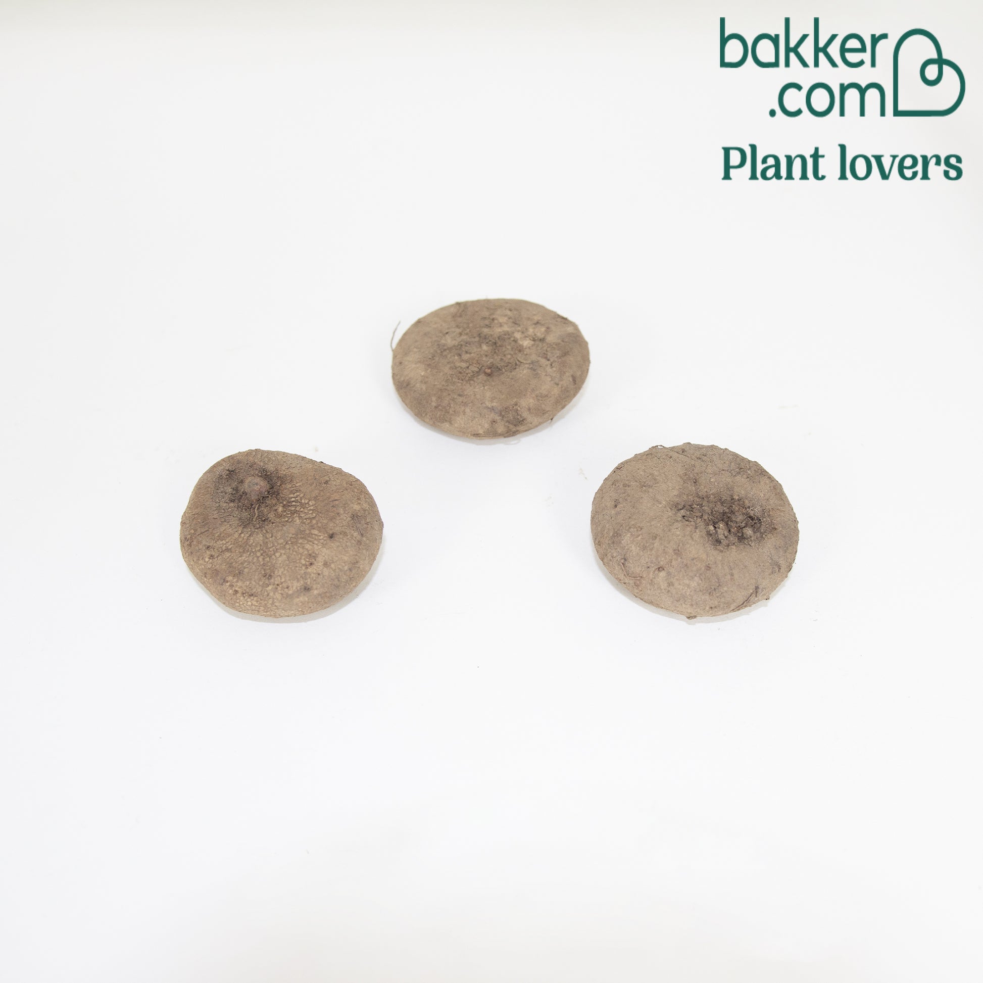 Tuincyclaam (x3) - Cyclamen hederifolium