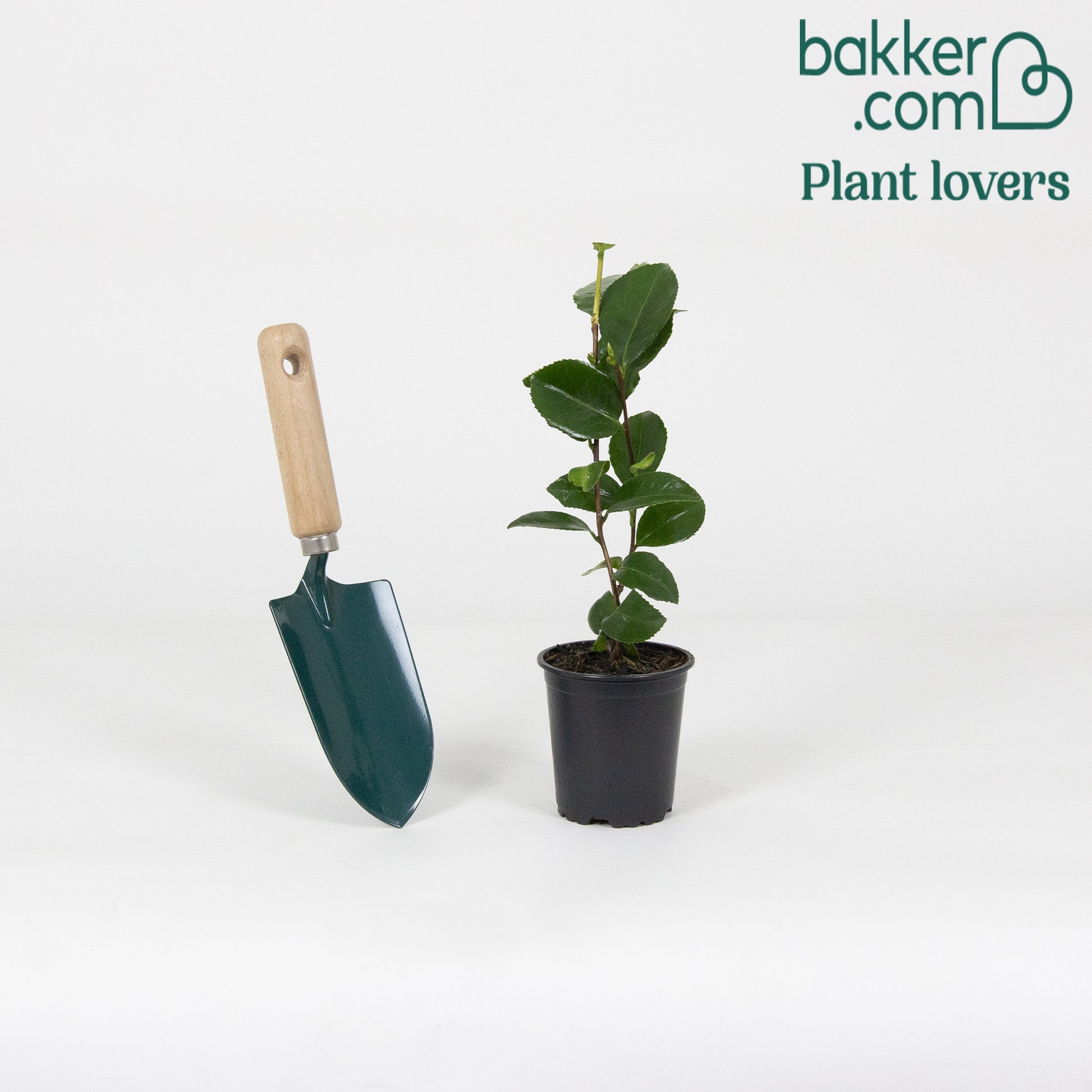 Camelia 'Bonomiana' - Camellia japonica 'bonomiana'