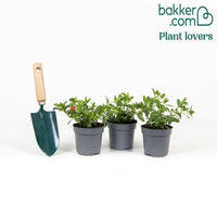 Mini Petunia geel-oranje(x2)