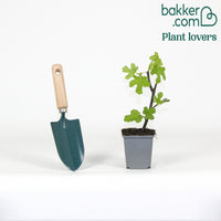 Vijgenboom 'Brown Turkey'